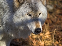 Arctic Wolf 048